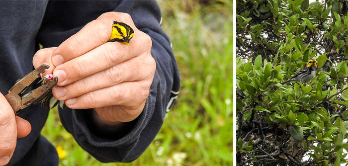 Photo: Golden-cheeked Warbler gets tagged