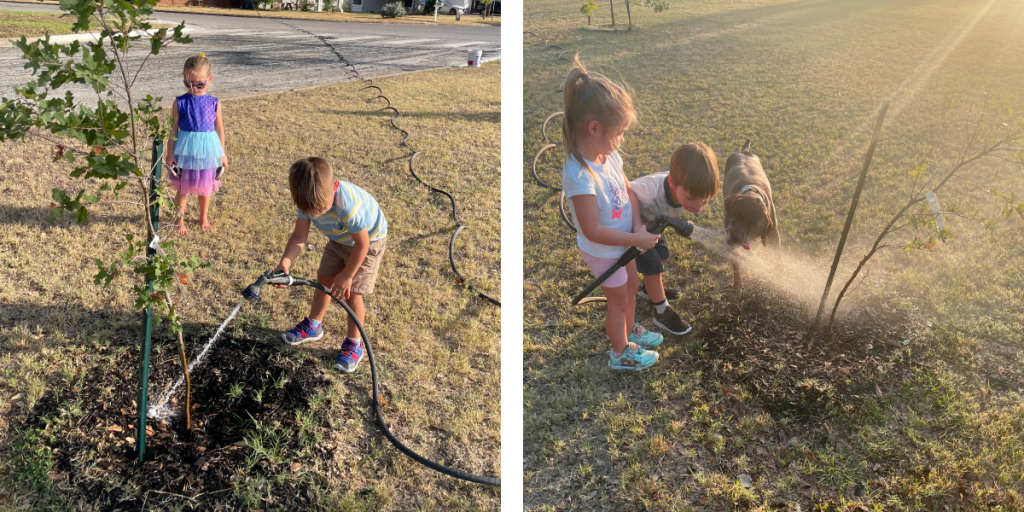 Two photos of Andrew's kids watering a newly planted tree with a hose.